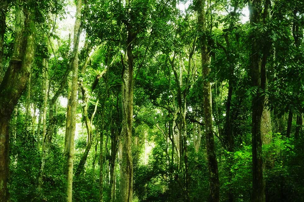 Forestry Management
