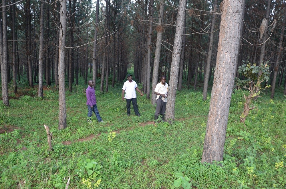 A Pinus caribaea seed stand Nakwaya Central Forest Reserve