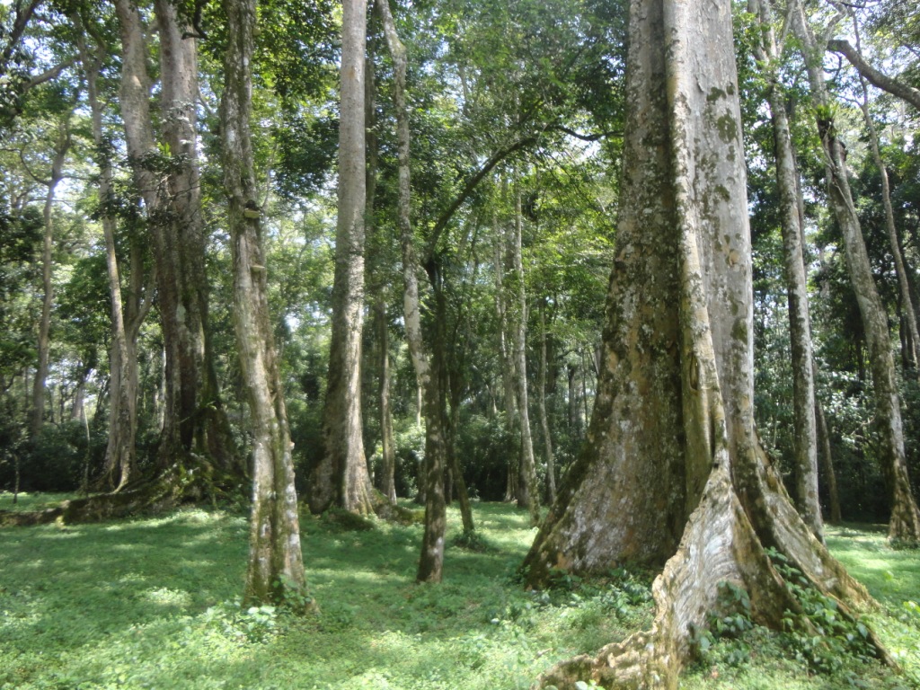 A camping site at Mpanga Ecotourism site