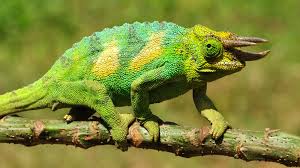 A three horned chameleone-North Rwenzori Central Forest Reserve