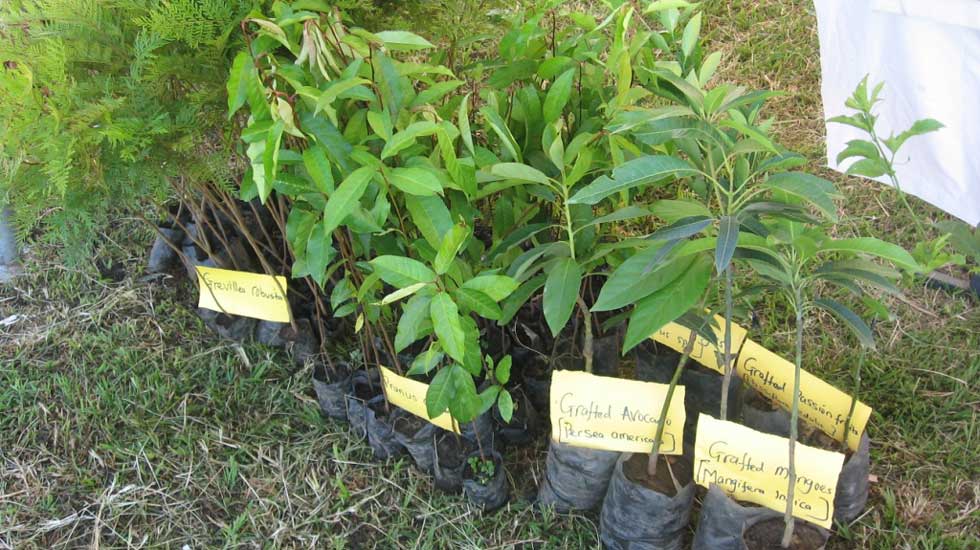 Assorted seedlings
