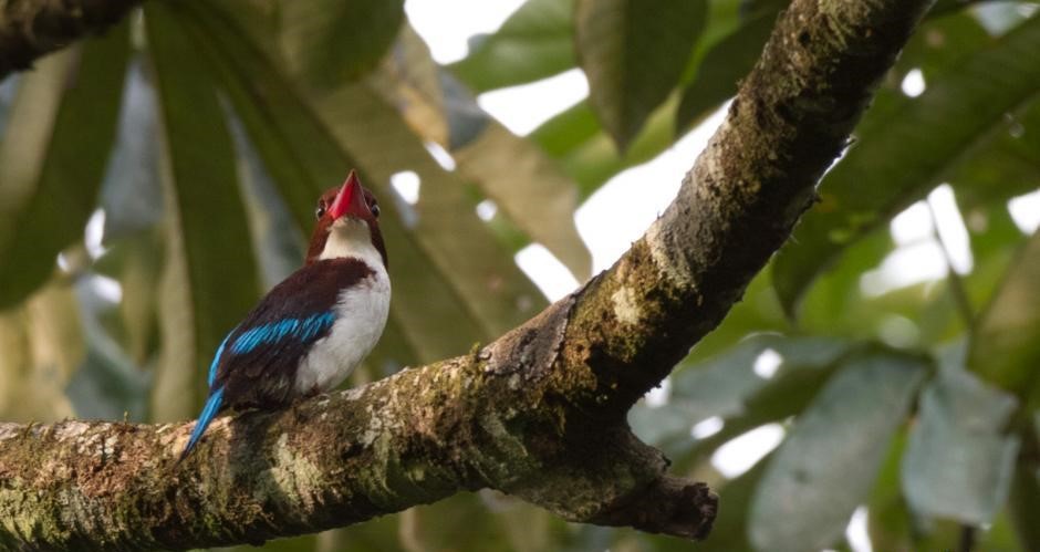 Chokolate-baked Kingfisher in Mabira Central Forest Reserve