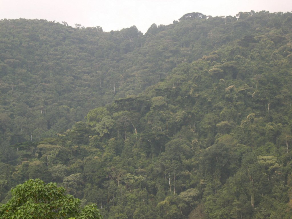 Forest Cover