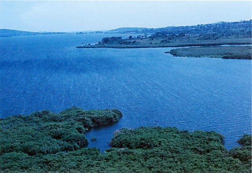 Kitubulu CFR a water catcment area for L. Victoria
