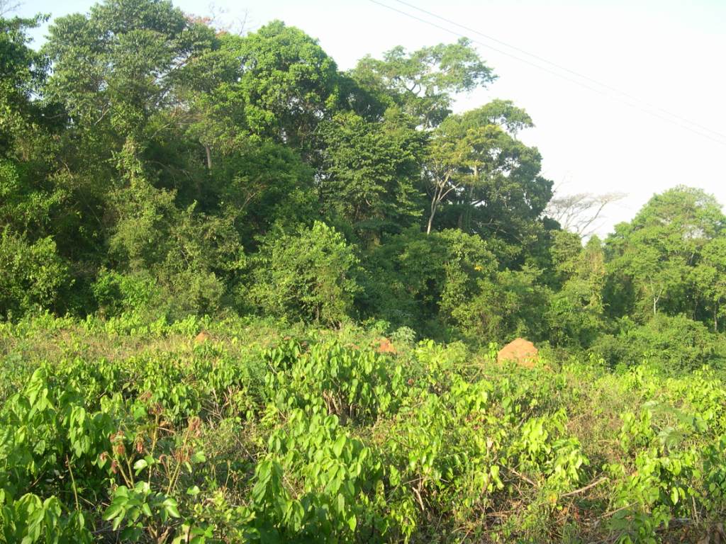 Mabira Forest Pics