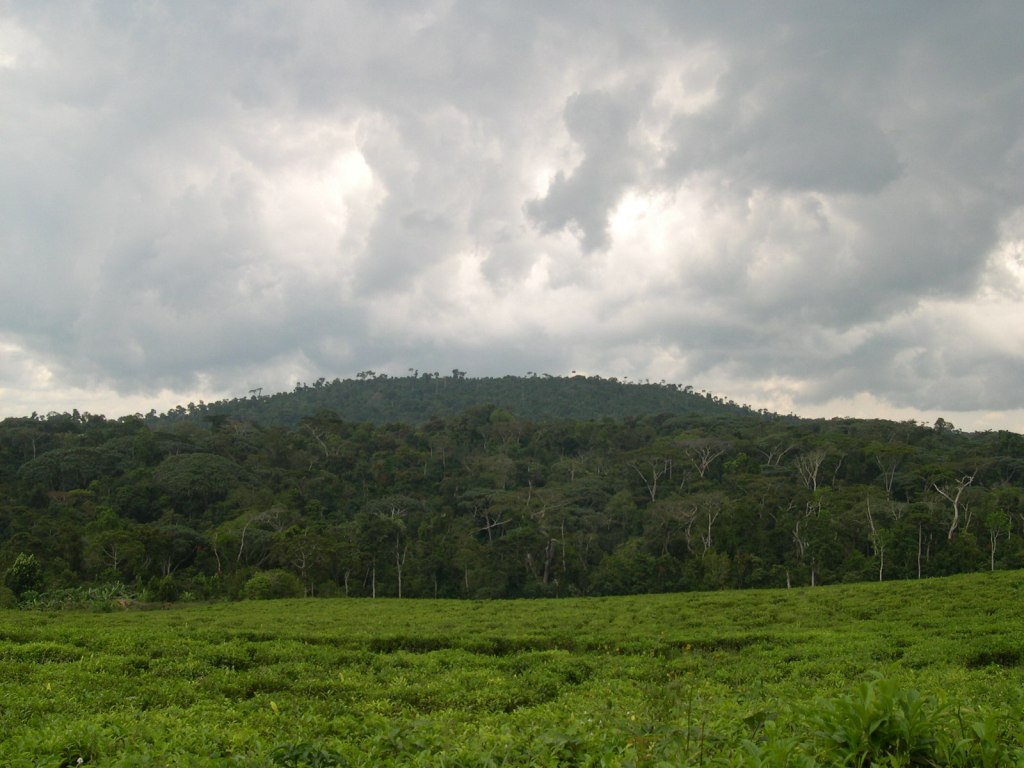Natural Forest (2)