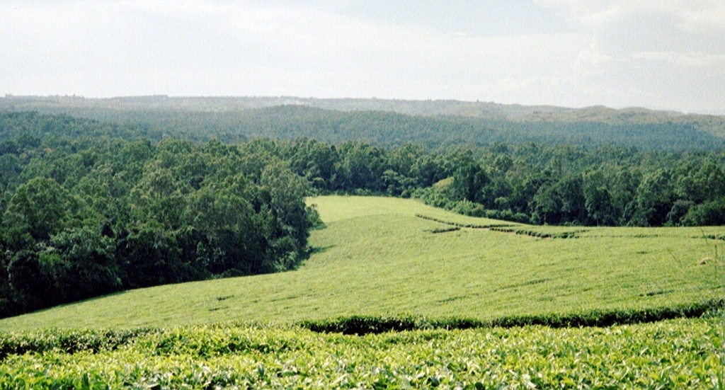 Natural Forest