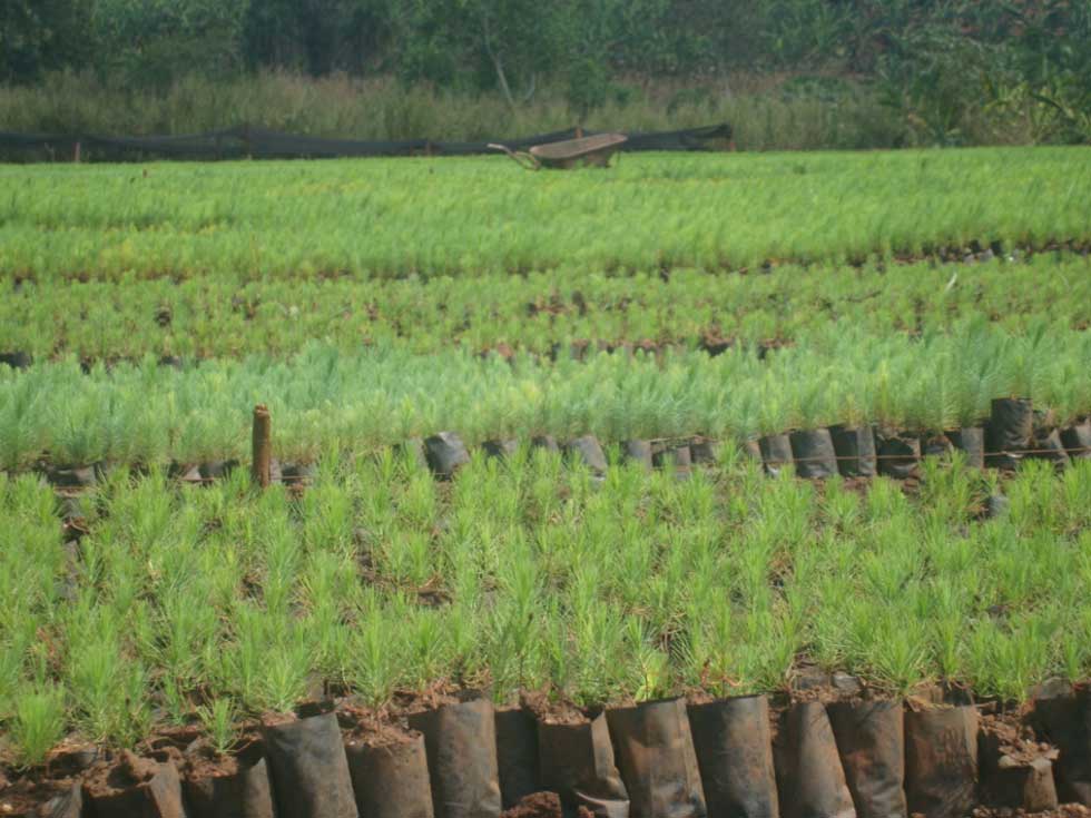 Seedlings at the NTSC