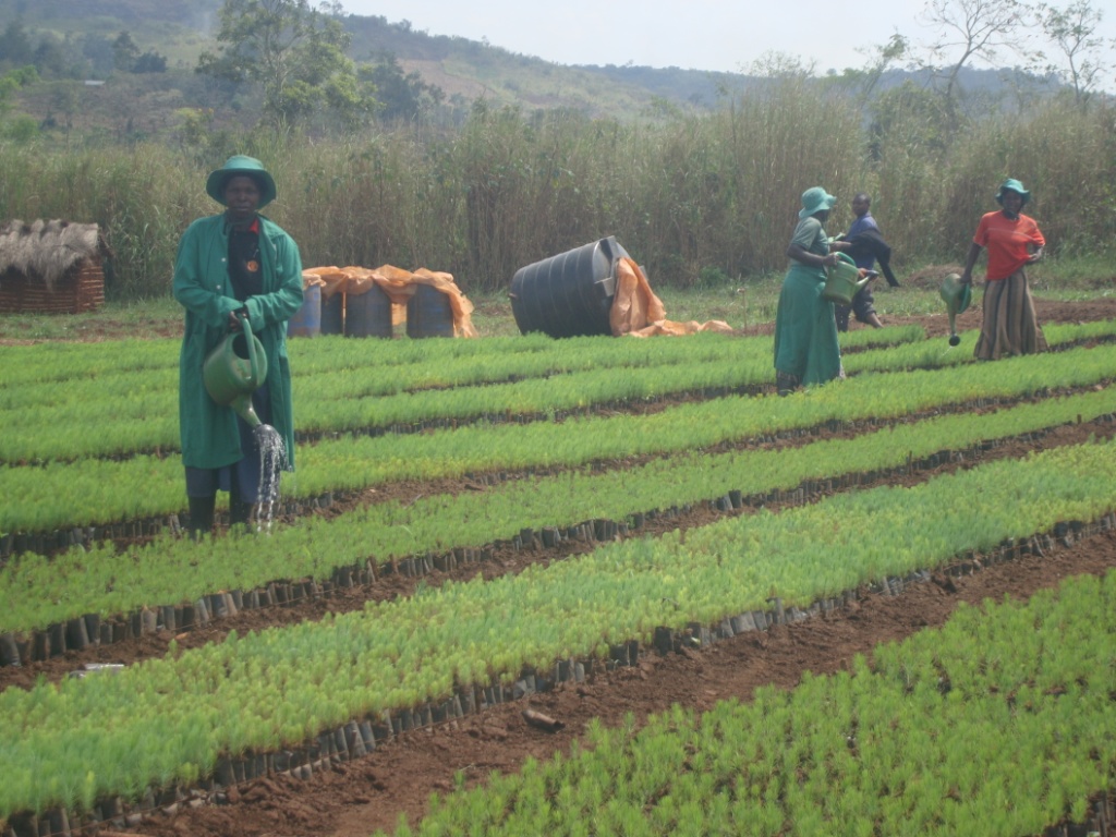 Tree Seedlings