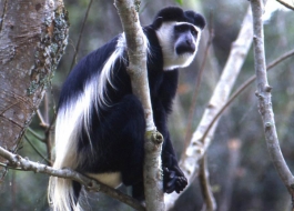 black and white colobus monkey- Kalinzu Central Forest Reserve