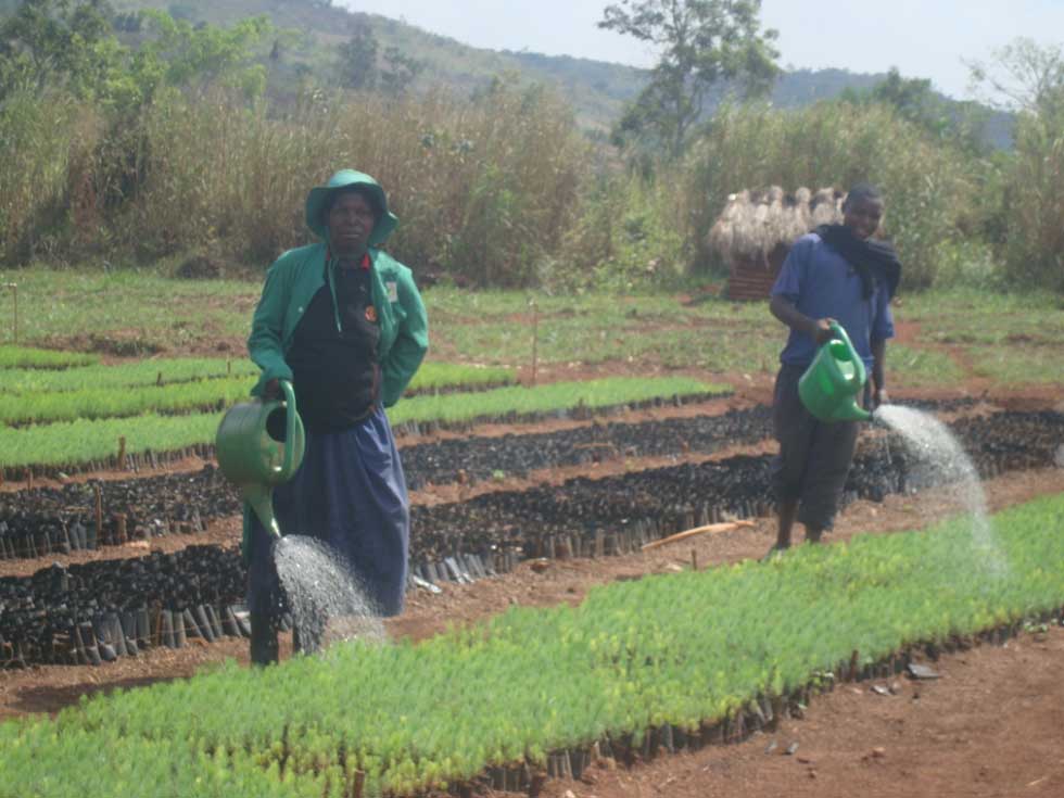seedling at Mubuku Nursery
