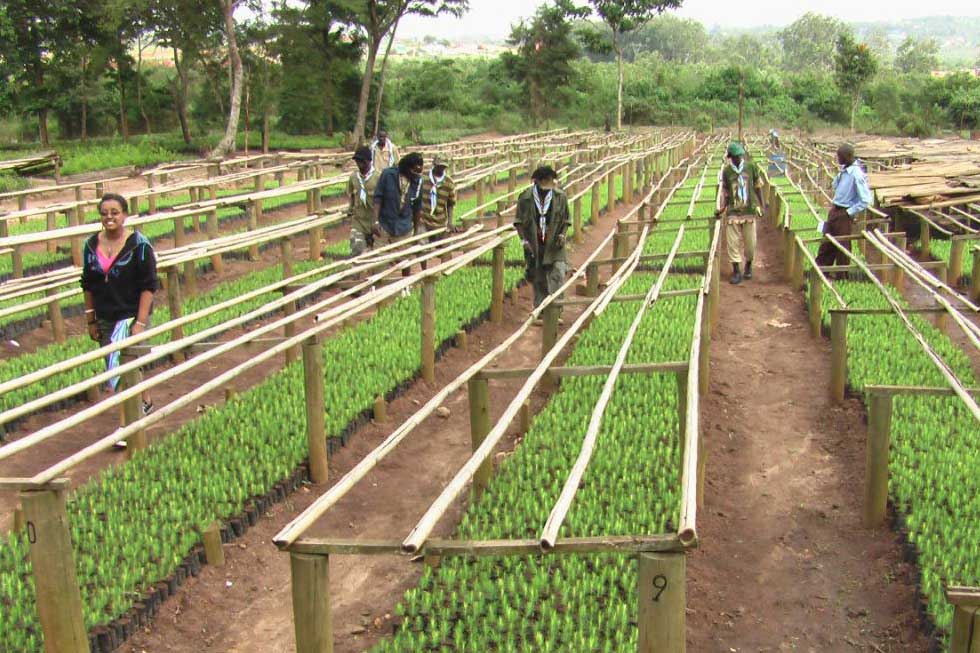 Tree Seed Center